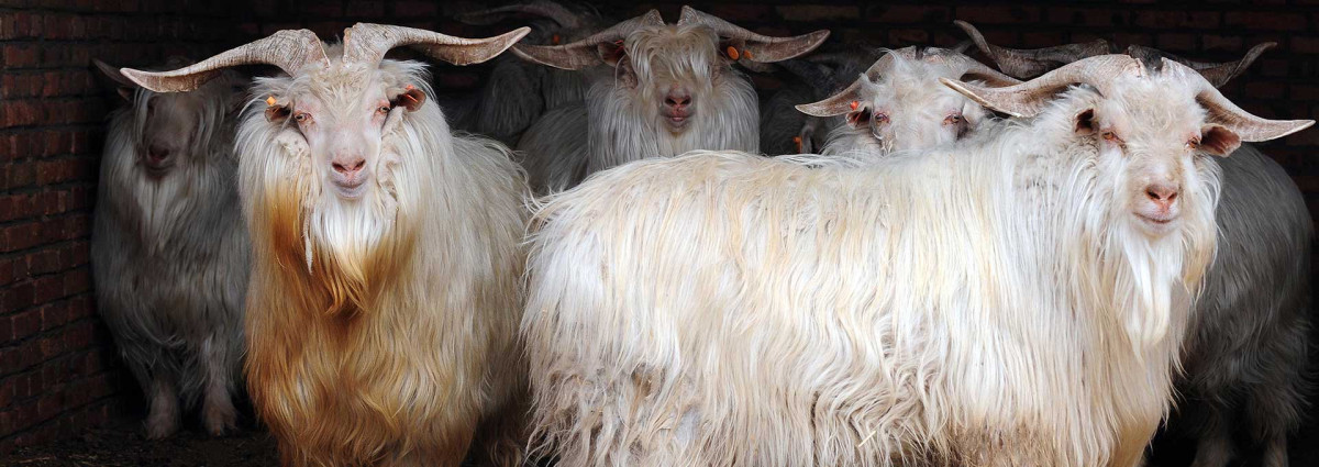 Cashmere goats, the fiber behind the throws